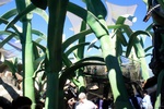img_5817.jpg