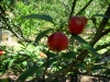 DSCN0178.jpg