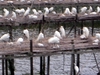 DSCN1651.JPG