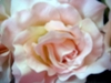 DSCN1846.JPG