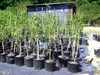 DSCN4542.jpg