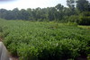 DSCN5134.JPG