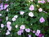 DSCN5447.JPG