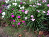 DSCN5450.JPG