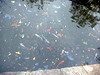 DSCN5714.jpg