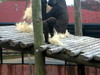 DSCN5720.jpg