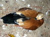 DSCN5738.jpg