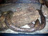 DSCN5754.jpg