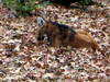 DSCN5785.jpg