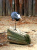 DSCN5790.jpg