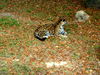 DSCN5804.jpg
