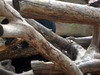DSCN5810.jpg