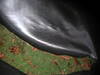 DSCN5882.jpg