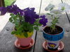 DSCN1938.jpg