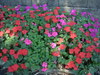 DSCN5016.JPG